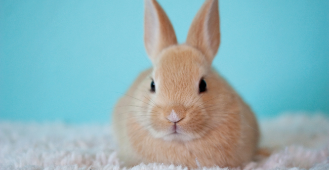 lapin