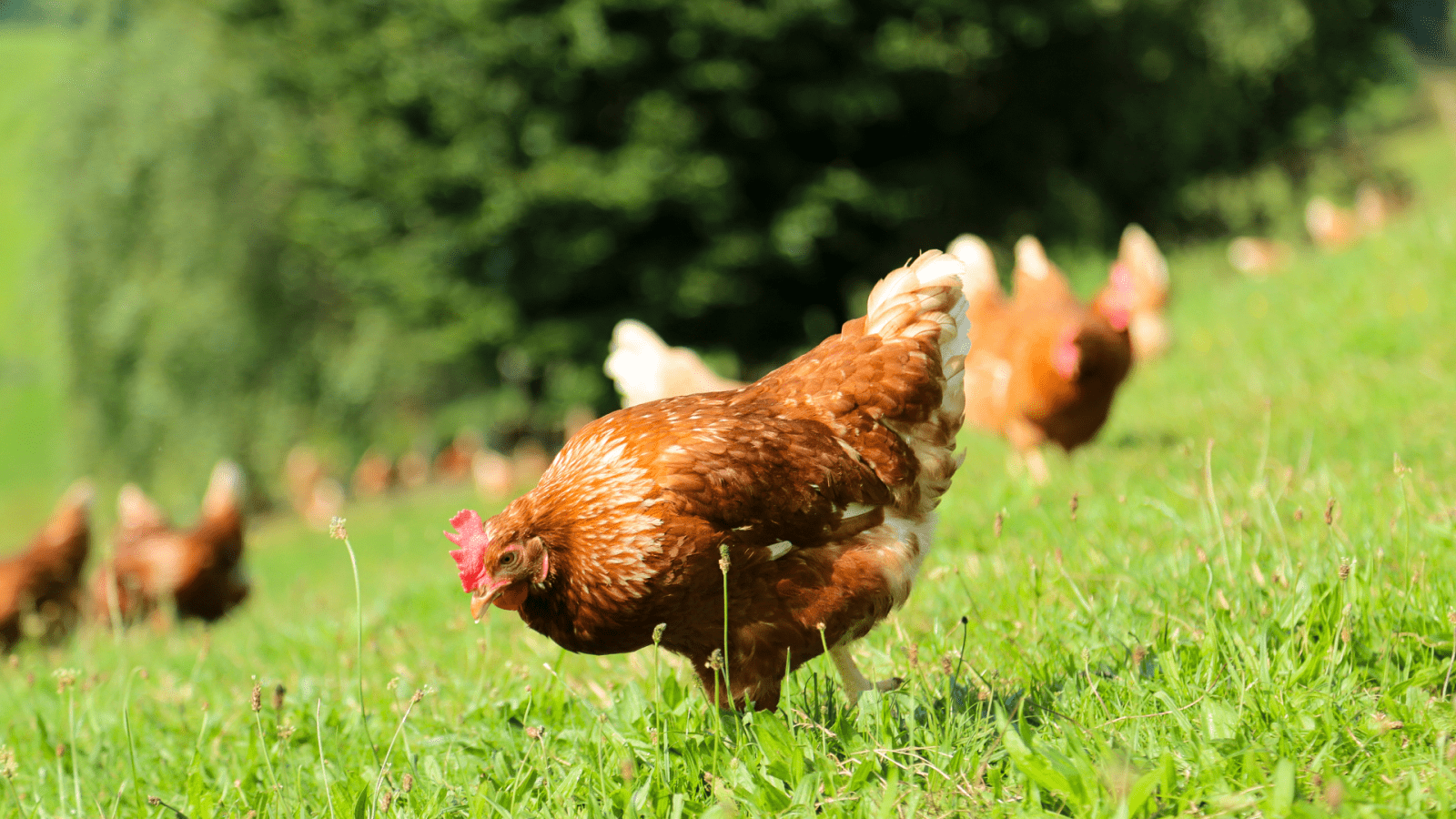 poule