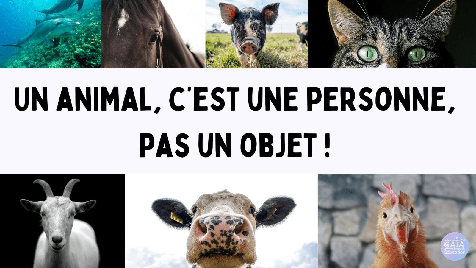 animal