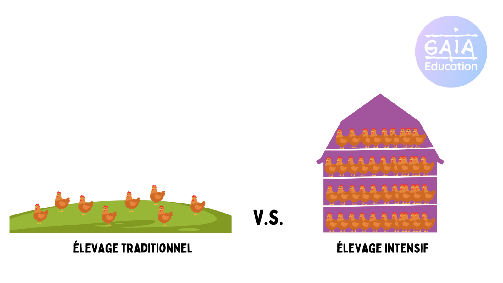 elevage