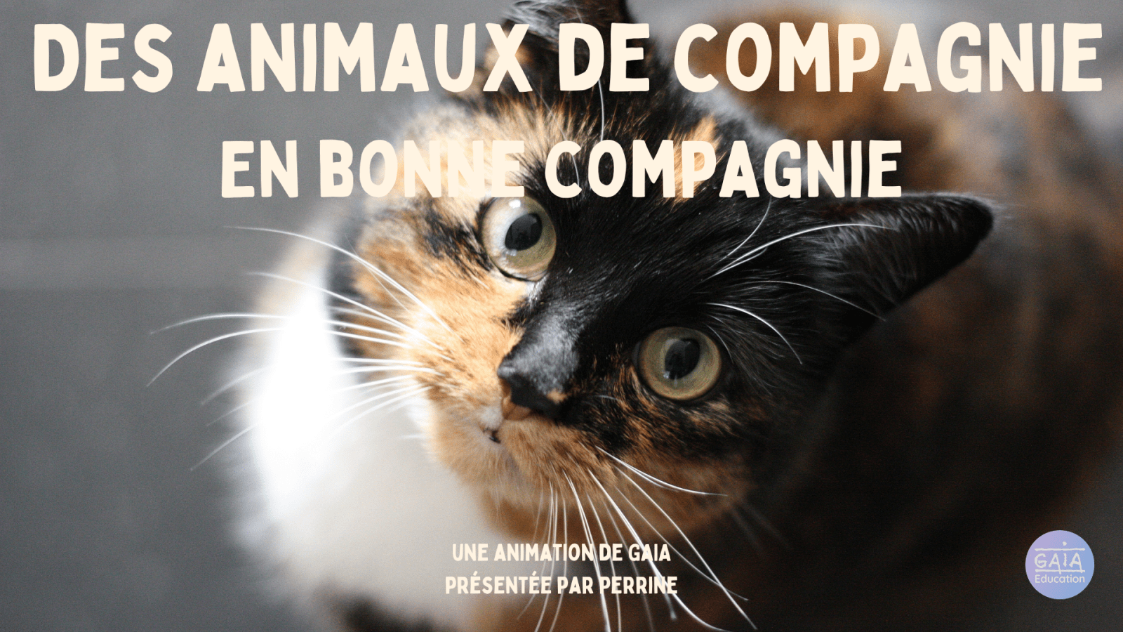 des animaux en bonne compagnie