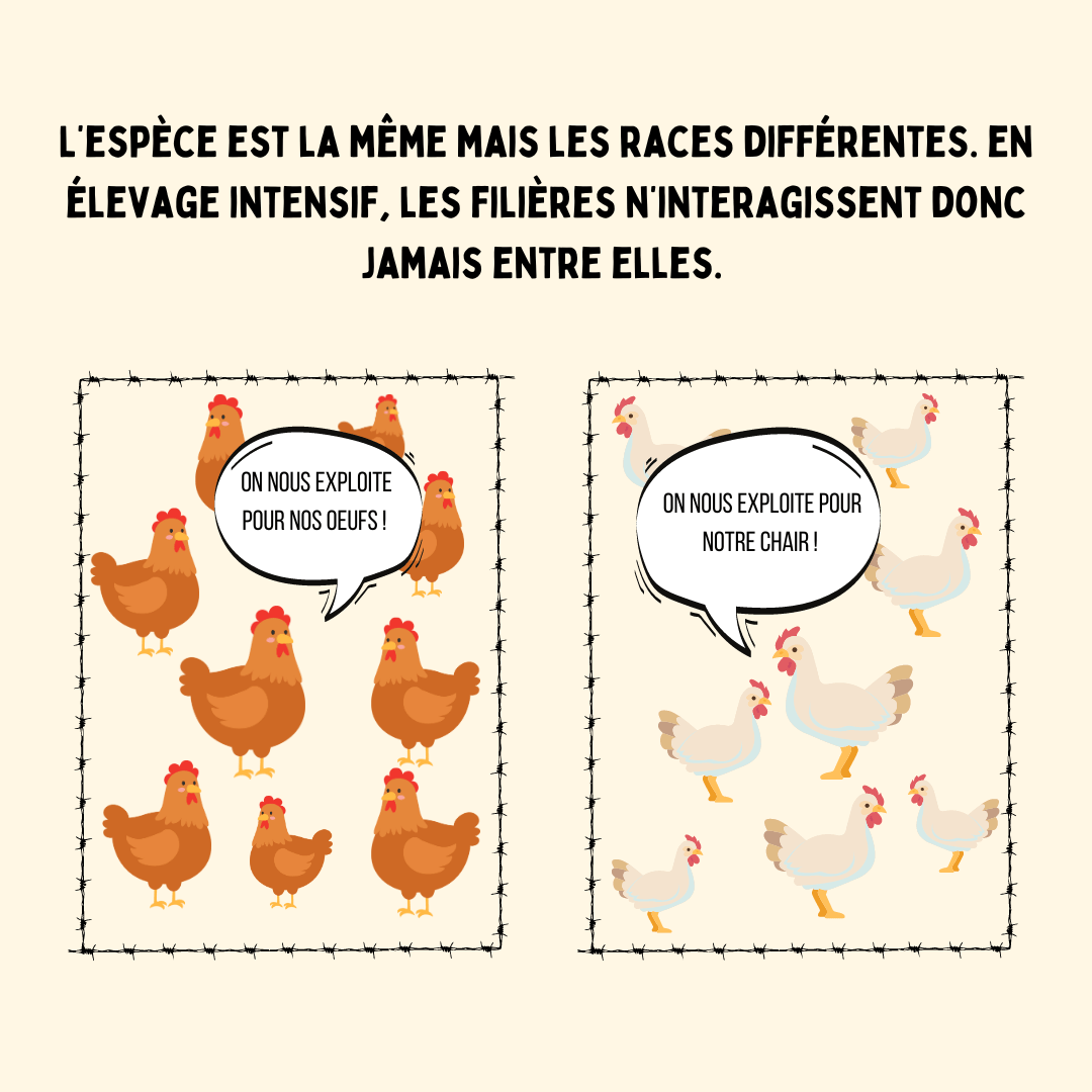poules/poulets