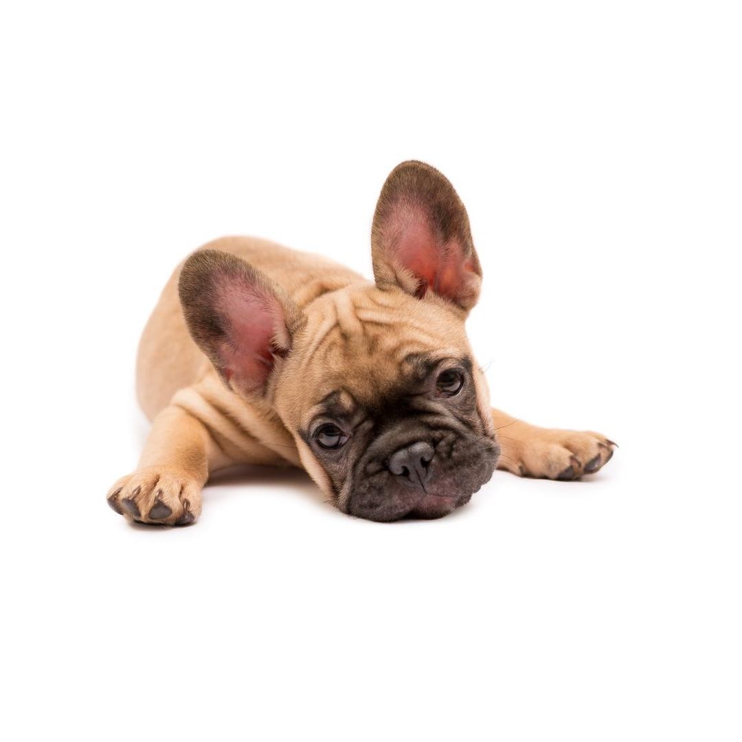 chien hypertype