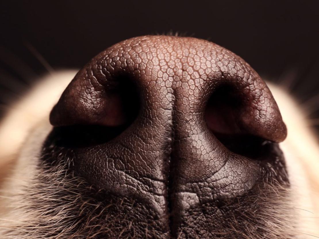 truffe